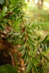 Tmesipteris tannensis: aerial stem bearing narrowly-oblong leaves abruptly truncated to long mucros, and bifid sporophylls with elongated conic synangia, with the apices pointing upwards. 
 Image: L.R. Perrie © Leon Perrie 2013 CC BY-NC 3.0 NZ